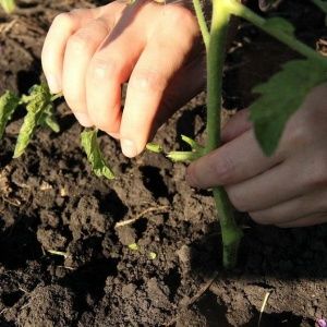 Isang higanteng kamatis, kamangha-mangha ang laki ng bunga nito - pagpapalaki ng sarili mong kamatis Miracle of the garden