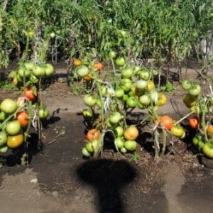 A giant tomato, the size of its fruit is amazing - growing your own tomato Miracle of the garden