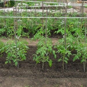 Isang higanteng kamatis, kamangha-mangha ang laki ng bunga nito - pagpapalaki ng sarili mong kamatis Miracle of the garden