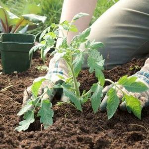 A giant tomato, the size of its fruit is amazing - growing your own tomato Miracle of the garden