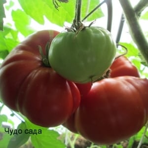 Une tomate géante, la taille de son fruit est étonnante - cultiver sa propre tomate Miracle du jardin