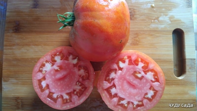 Une tomate géante, la taille de son fruit est étonnante - cultiver sa propre tomate Miracle du jardin