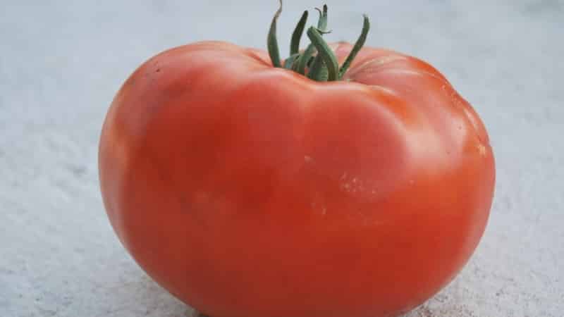 A giant tomato, the size of its fruit is amazing - growing your own tomato Miracle of the garden