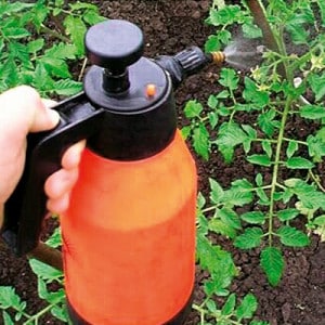 Hilft leuchtendes Grün für Tomaten gegen Kraut- und Knollenfäule und wie man es richtig anwendet: Anleitungen und Ratschläge von erfahrenen Sommerbewohnern