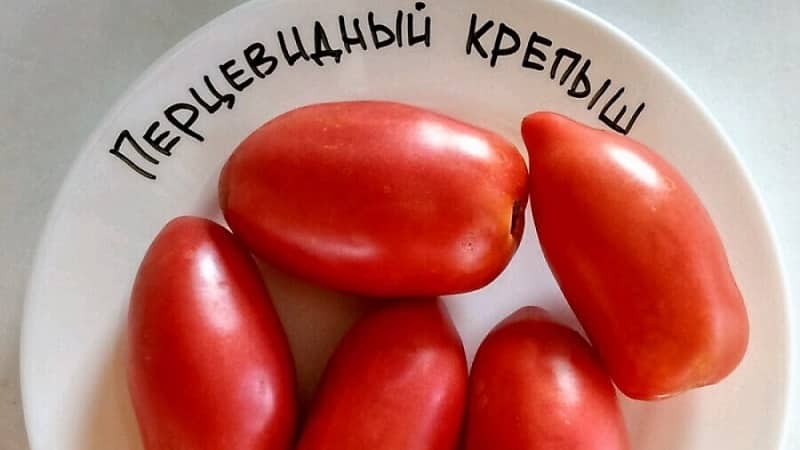 Prøv denne uvanlige varianten som ikke vil forlate deg likegyldig - den robuste peppertomaten