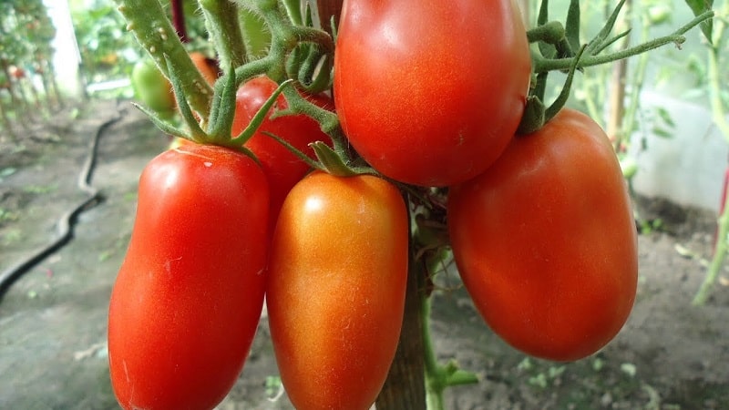 Prøv denne uvanlige varianten som ikke vil forlate deg likegyldig - den robuste peppertomaten