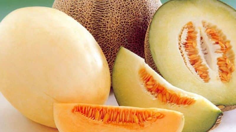 Instrucciones paso a paso sobre cómo elegir el melón adecuado: consejos útiles y trucos para encontrar la fruta más deliciosa