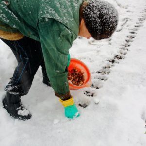 Pokyny krok za krokem pro výsadbu cibulek česneku před zimou: základní pravidla a tajemství zkušených zahradníků