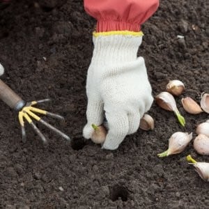 Instruções passo a passo para plantar bulbos de alho antes do inverno: regras básicas e segredos de jardineiros experientes