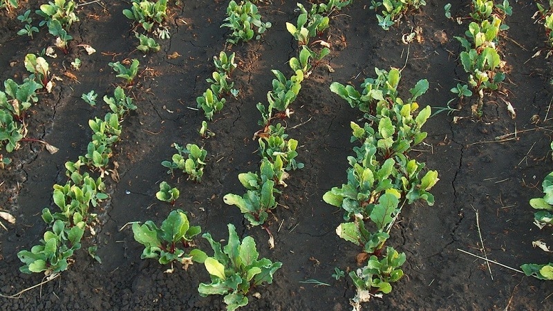 Una guida passo passo su come diluire correttamente le barbabietole: fasi di manipolazione e consigli di giardinieri esperti