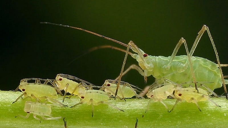 Loại húng quế thơm Basilisk dùng làm nước xốt và salad tươi