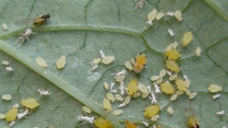 Parassiti e malattie del limone: trattamento e prevenzione a casa