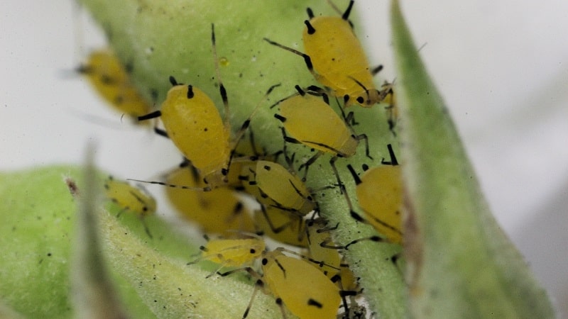 Isang hindi mapagpanggap na frost-resistant variety ng honeysuckle Morena