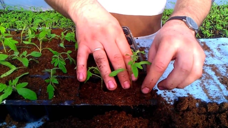 Una variedad sin pretensiones y de maduración temprana que produce una cosecha abundante: el tomate Primadonna es el favorito de los jardineros nacionales.