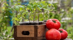 Tomate Sensei douce, charnue et facile à entretenir - description de la technologie agricole et conseils de résidents d'été expérimentés