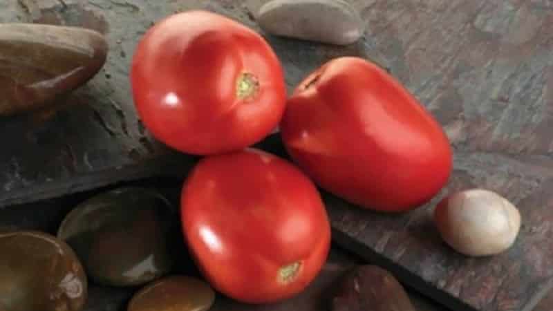 Den diabolske tomaten utviklet av japanske oppdrettere: hvorfor den er god og hvorfor den er elsket av innenlandske bønder