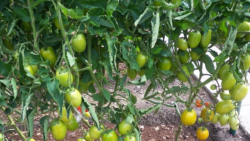 Den diabolske tomaten utviklet av japanske oppdrettere: hvorfor den er god og hvorfor den er elsket av innenlandske bønder