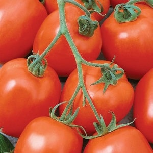 Il pomodoro Diabolic sviluppato dagli allevatori giapponesi: perché è buono e perché è amato dagli agricoltori nazionali