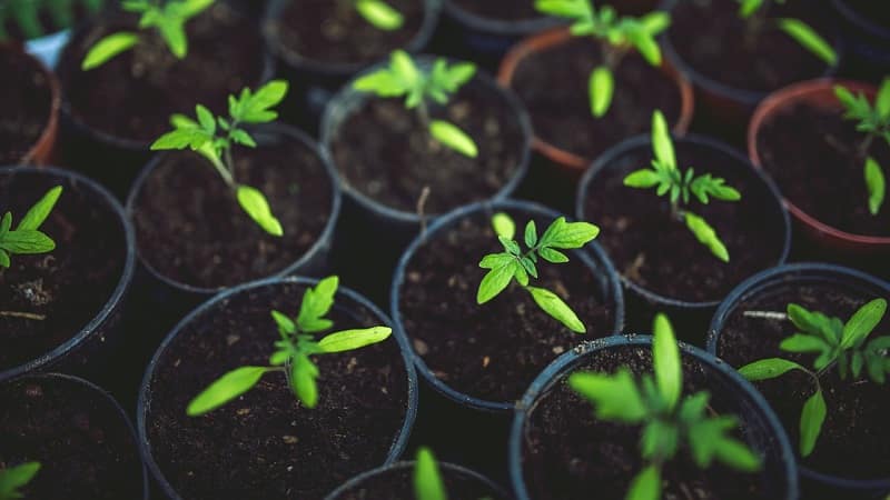 Il pomodoro Diabolic sviluppato dagli allevatori giapponesi: perché è buono e perché è amato dagli agricoltori nazionali