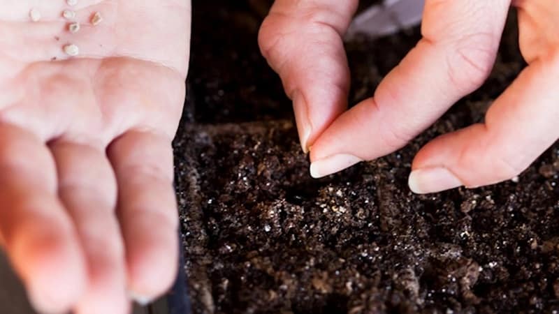 Il pomodoro Diabolic sviluppato dagli allevatori giapponesi: perché è buono e perché è amato dagli agricoltori nazionali