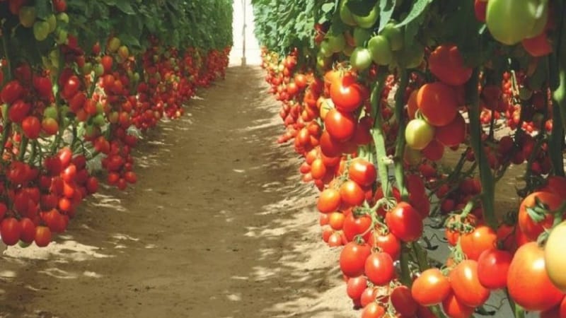 Tomato Diabolik yang dibangunkan oleh penternak Jepun: mengapa ia baik dan mengapa ia disukai oleh petani domestik