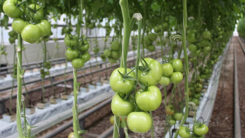 Lösa problem med tomatskörden: vad ska man göra om tomaterna i växthuset inte blir röda