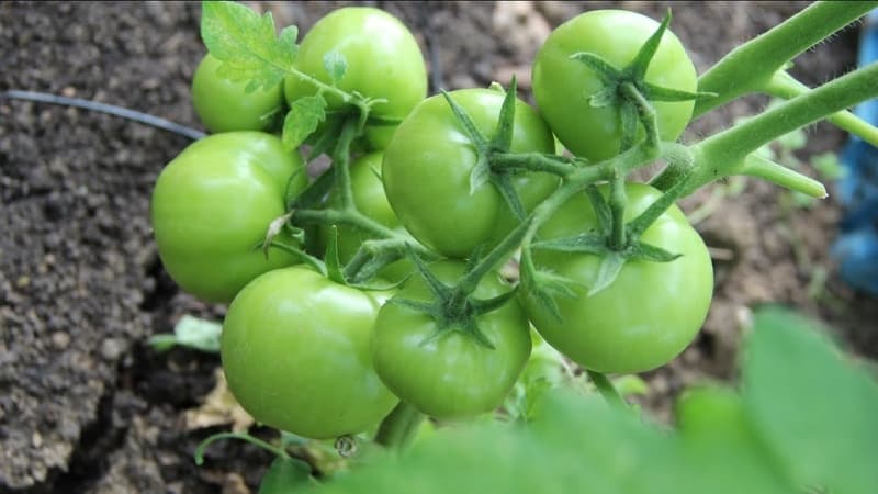 Løsning af problemer med tomathøsten: hvad skal man gøre, hvis tomaterne i drivhuset ikke bliver røde