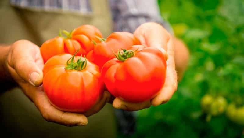 En variant med et attraktivt navn og ekstraordinær smak - Paradise Delight-tomaten: vokser og smaker