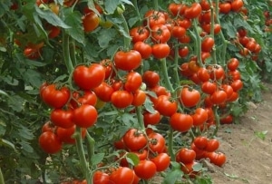 Instrucciones paso a paso sobre cómo cultivar un tomate Moneda: descripción y secretos del cuidado adecuado