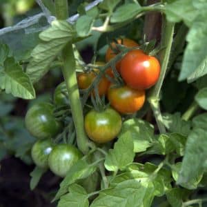 Secrets of proper care for tomatoes: how to feed tomatoes with yeast in a greenhouse and what it will give