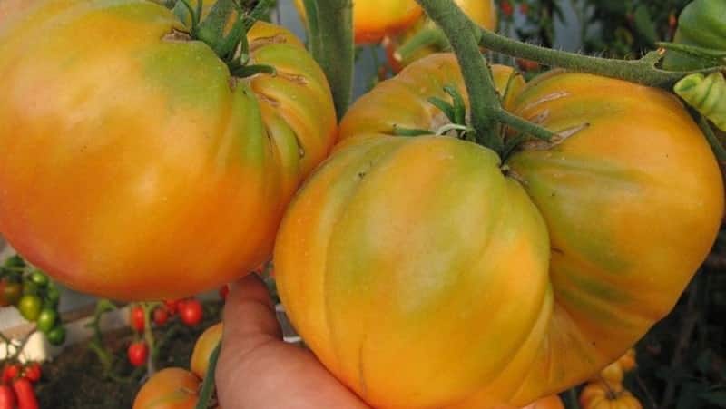 The Lemon Giant variety is a tomato with extraordinary taste, bright color and incredibly large juicy fruits.