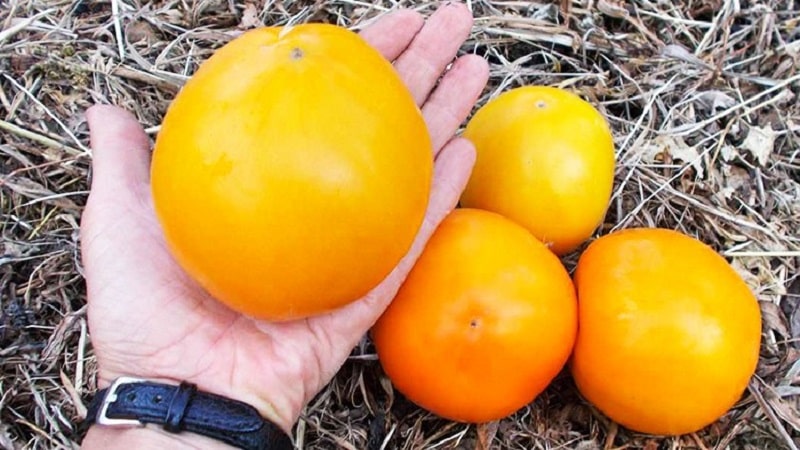 The Lemon Giant variety is a tomato with extraordinary taste, bright color and incredibly large juicy fruits.