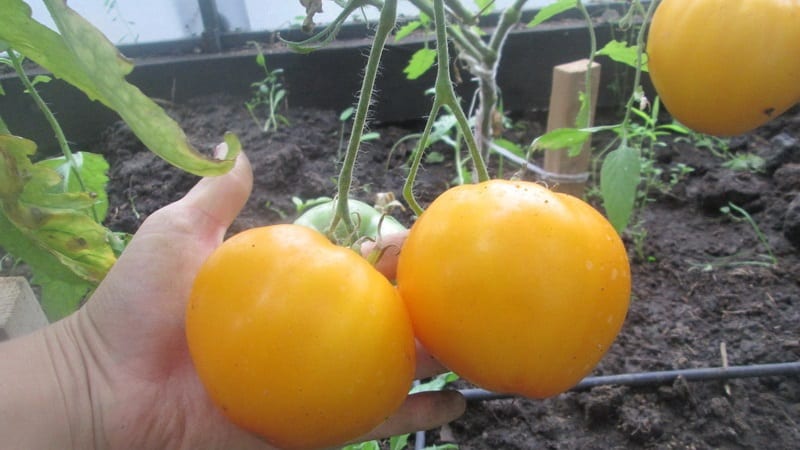 Die Sorte Lemon Giant ist eine Tomate mit außergewöhnlichem Geschmack, leuchtender Farbe und unglaublich großen saftigen Früchten.