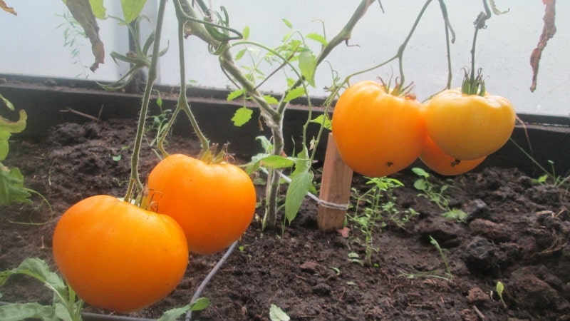 Ang Lemon Giant variety ay isang kamatis na may hindi pangkaraniwang lasa, maliwanag na kulay at hindi kapani-paniwalang malalaking makatas na prutas.