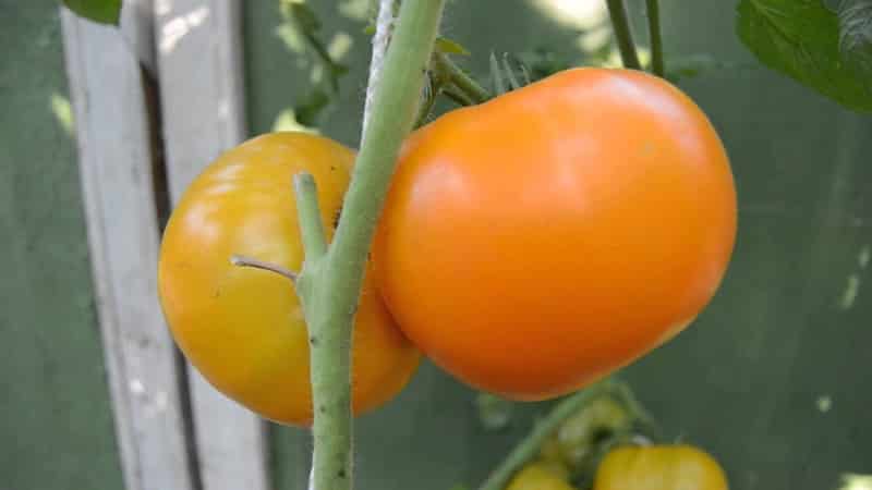 La variété Lemon Giant est une tomate au goût extraordinaire, à la couleur vive et aux fruits incroyablement gros et juteux.