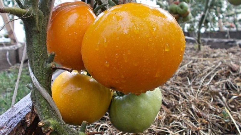 The Lemon Giant variety is a tomato with extraordinary taste, bright color and incredibly large juicy fruits.