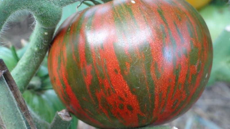 Una variedad con un color inusual, un sabor único y un nombre apetitoso: tomate rayado chocolate