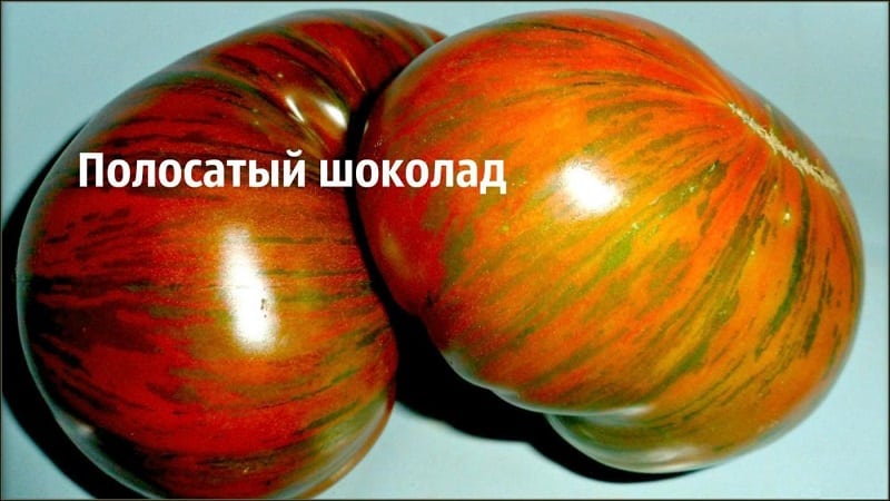 Odrůda s neobvyklou barvou, jedinečnou chutí a chutným názvem - Striped Chocolate tomato