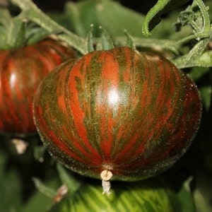 Odrůda s neobvyklou barvou, jedinečnou chutí a chutným názvem - Striped Chocolate tomato