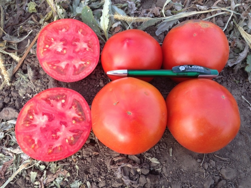 One of the earliest tomato varieties is the French hybrid Supernova F1