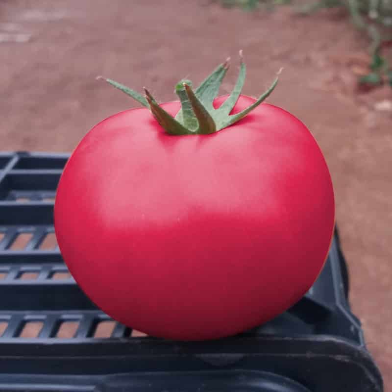 One of the earliest tomato varieties is the French hybrid Supernova F1