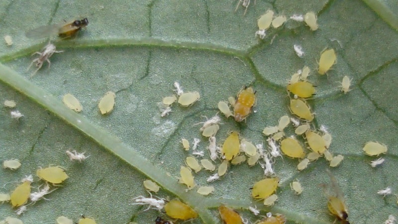 Aphids pada tomato: bagaimana untuk melawan semasa berbunga dan produk apa yang harus dipilih untuk memproses tomato