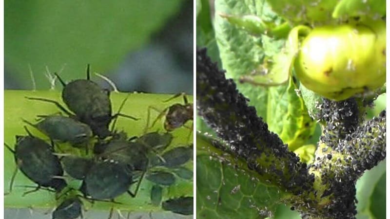 Aphids pada tomato: bagaimana untuk melawan semasa berbunga dan produk apa yang harus dipilih untuk memproses tomato