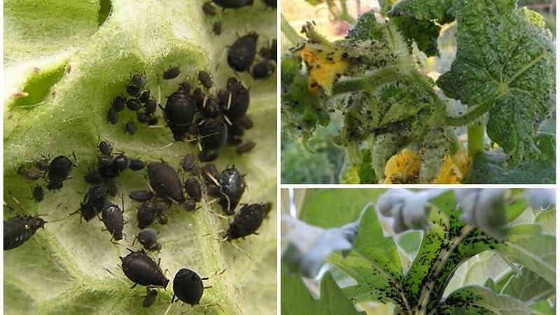 Pucerons sur tomates : comment lutter pendant la floraison et quels produits choisir pour la transformation des tomates