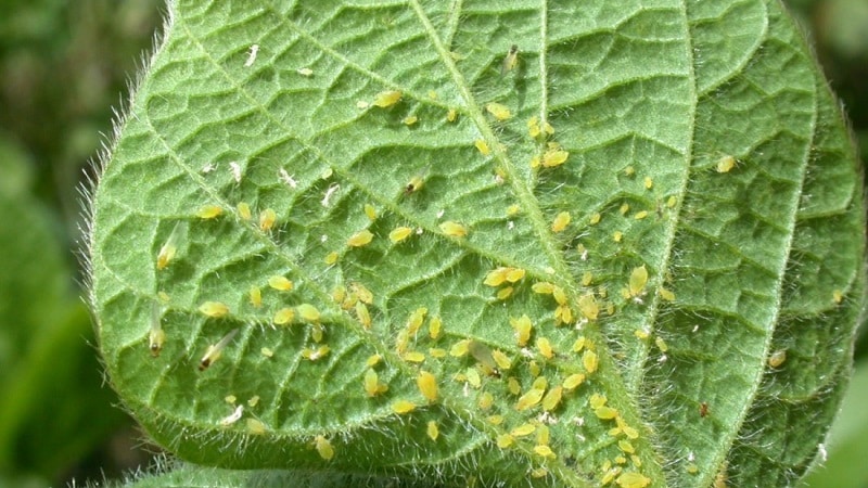 Aphids pada tomato: bagaimana untuk melawan semasa berbunga dan produk apa yang harus dipilih untuk memproses tomato