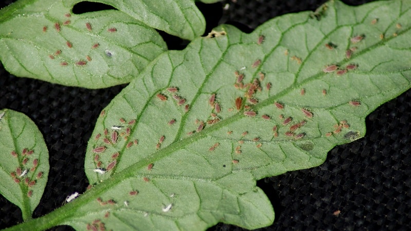 Aphids pada tomato: bagaimana untuk melawan semasa berbunga dan produk apa yang harus dipilih untuk memproses tomato