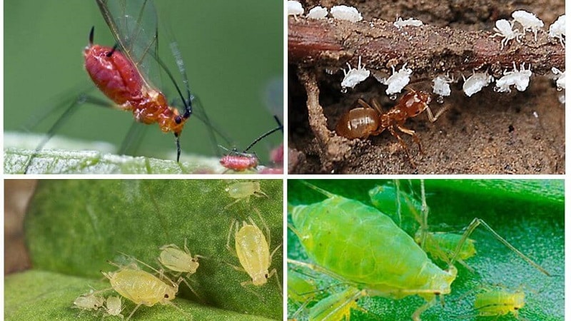 Variedad de madreselva de maduración temprana resistente a las heladas Lakomka