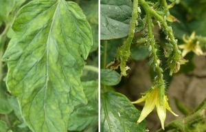 Süße, fleischige und pflegeleichte Tomate Sensei – Beschreibung der Agrartechnologie und Ratschläge von erfahrenen Sommerbewohnern