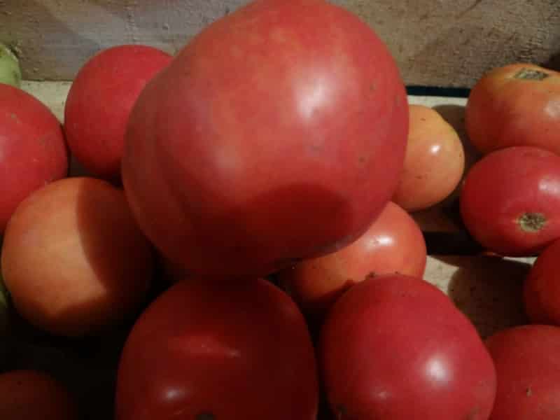 Tomato masak awal untuk jus, salad dan pemeliharaan Fatima - ciri dan perihalan varieti