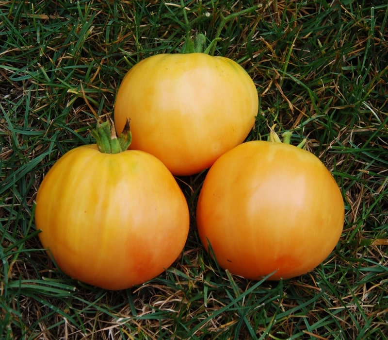 Description des tomates variété Ananas: caractéristiques de leur culture en terrain ouvert et fermé